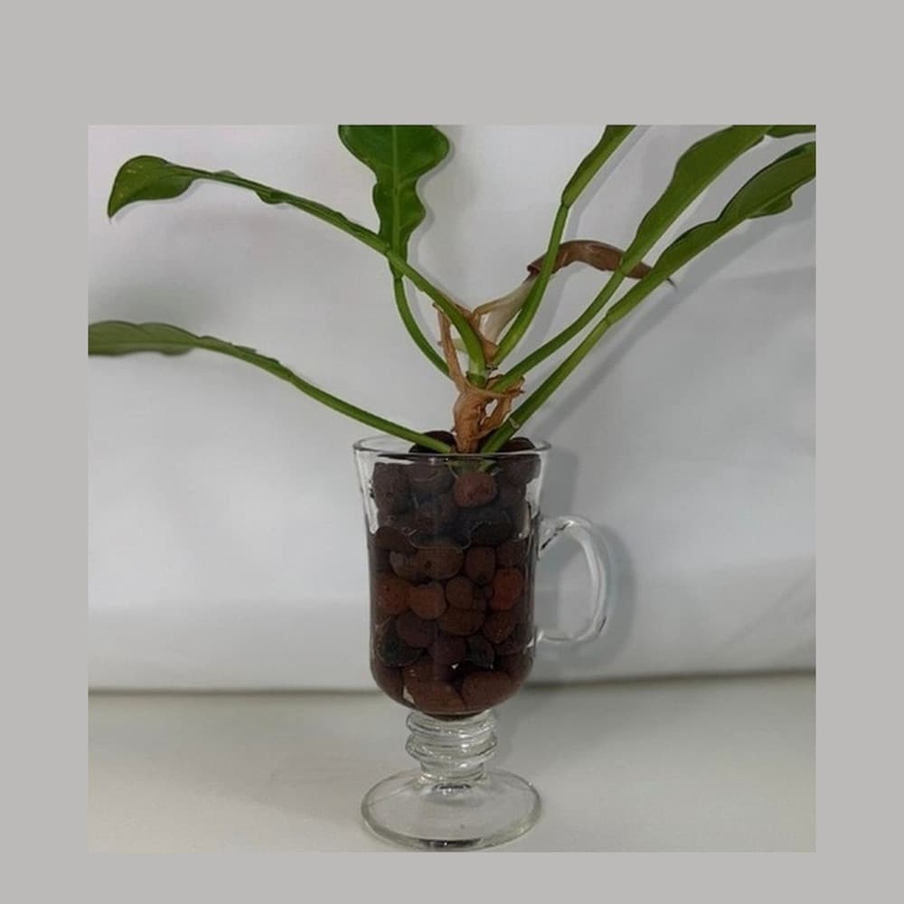 Hydroponic plant growing in clear LECA glass