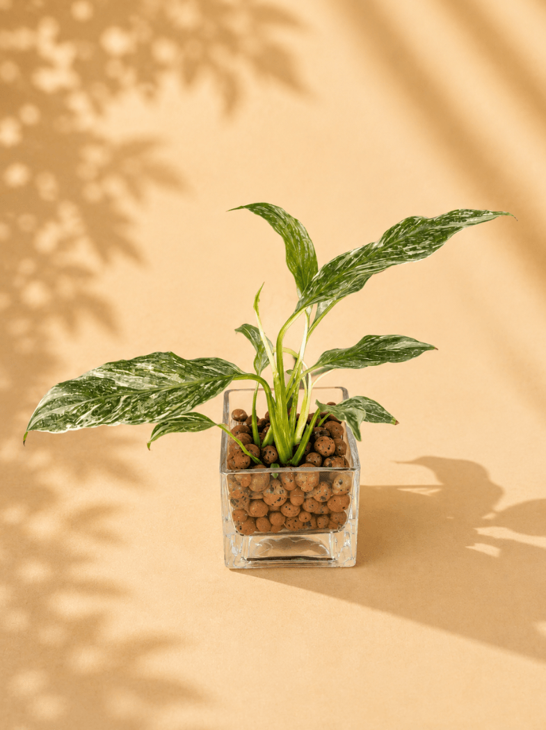 Plant growing in a square glass LECA vessel